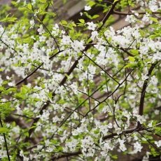A spring morning in Amsterdam 14