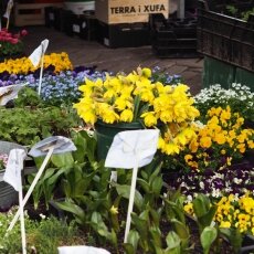 A spring morning in Amsterdam 19