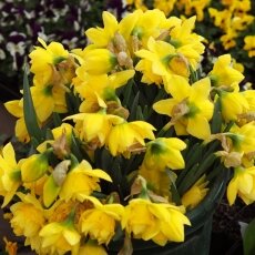 A spring morning in Amsterdam 20