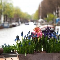 A spring morning in Amsterdam 26