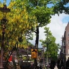 Spring snow in Amsterdam 23