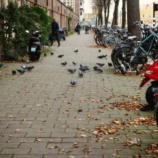 Autumn in Stadionbuurt 02
