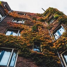 Autumn in Stadionbuurt 11