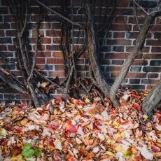Autumn in Stadionbuurt 23