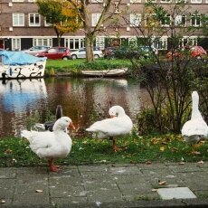 Autumn in Stadionbuurt 13