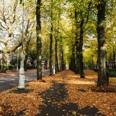 Autumn in Stadionbuurt 30