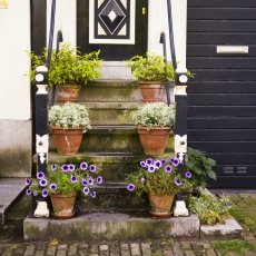Flowers on the stairs