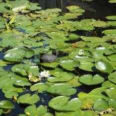 Summer in Delft 11