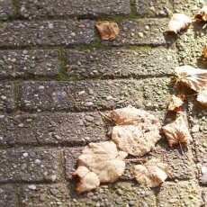 Sunny October Sunday 16