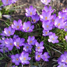 Sunny Spring Vondelpark 11