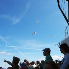 Seagulls and people