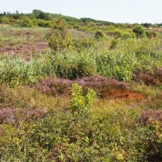 Cycling through the dunes 01