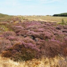 Cycling through the dunes 02