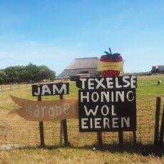 Texel farm