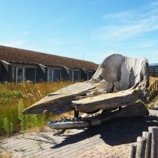 Whale skeleton