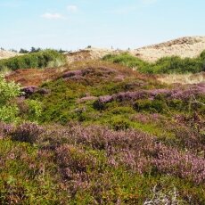 Dunes of Texel National Park 01