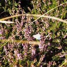 Dunes of Texel National Park 02