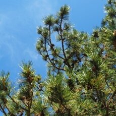 Dunes of Texel National Park 04