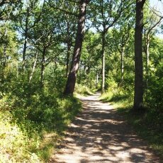Dunes of Texel National Park 05