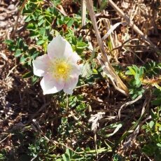 Dunes of Texel National Park 07