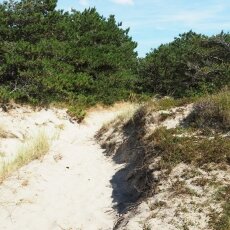 Dunes of Texel National Park 06