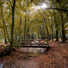 The park in Bergen, Netherlands