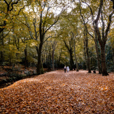 THE MAGIC OF FALL COLOURS 01