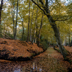 THE MAGIC OF FALL COLOURS 03