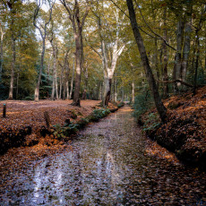 THE MAGIC OF FALL COLOURS 07