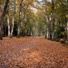 THE MAGIC OF FALL COLOURS 06