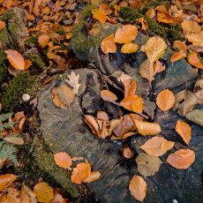 THE MAGIC OF FALL COLOURS 08