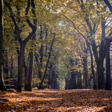 THE MAGIC OF FALL COLOURS 16