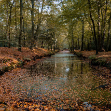 THE MAGIC OF FALL COLOURS 15