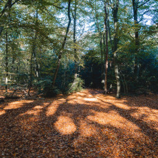 THE MAGIC OF FALL COLOURS 14