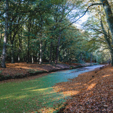 THE MAGIC OF FALL COLOURS 12