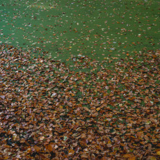 THE MAGIC OF FALL COLOURS 13