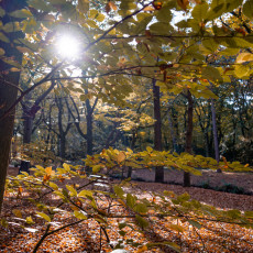 THE MAGIC OF FALL COLOURS 17