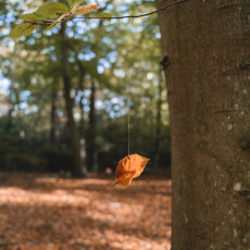 THE MAGIC OF FALL COLOURS 05