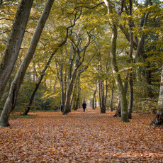 THE MAGIC OF FALL COLOURS 21