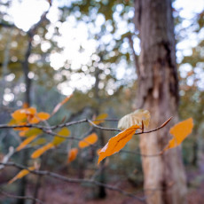 THE MAGIC OF FALL COLOURS 19