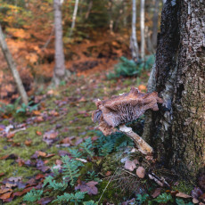 THE MAGIC OF FALL COLOURS 20