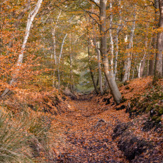 THE MAGIC OF FALL COLOURS 10