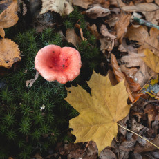 THE MAGIC OF FALL COLOURS 23