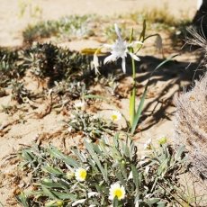 Beach flowers