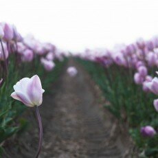 Tulip fields 02