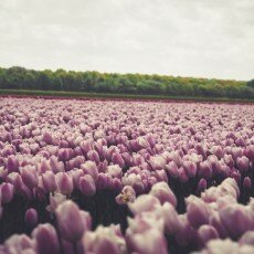 Tulip fields 01