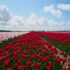 Tulip fields 03