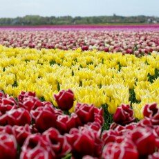 Tulip fields 04