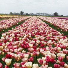 Tulip fields 05