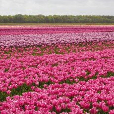Tulip fields 09
